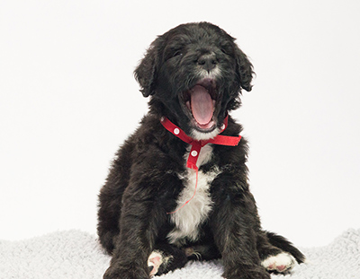 About the Bernedoodle Breed