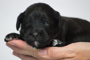 Bean (M) - ADOPTED