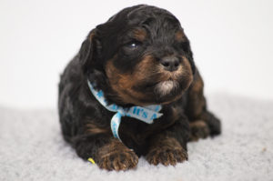 Blaze (M) - ADOPTED