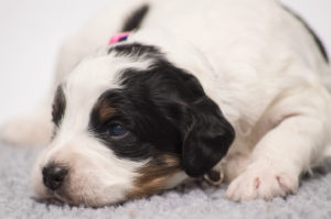 Eleanor Rigby (F) - ADOPTED