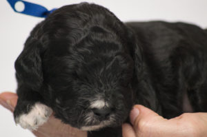 Gunner (M) - ADOPTED