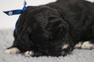 Gunner (M) - ADOPTED
