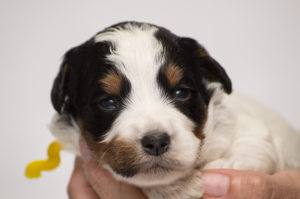 Maggie May (F) - ADOPTED