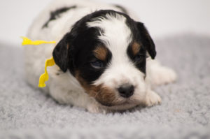 Maggie May (F) - ADOPTED
