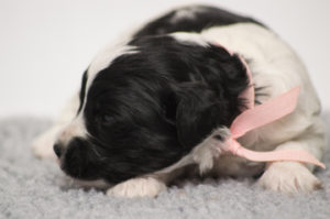Miss Molly (F) - ADOPTED