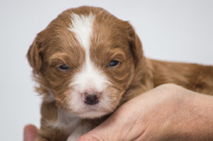 Penny Lane (F) - ADOPTED