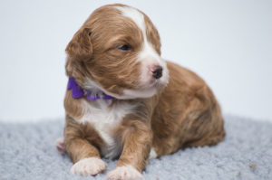 Penny Lane (F) - ADOPTED