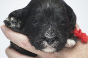 Angus (M) - AVAILABLE FOR ADOPTION