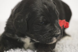 Angus (M) - AVAILABLE FOR ADOPTION