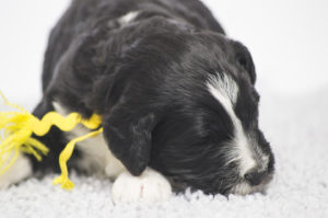Annie (F) - ADOPTED