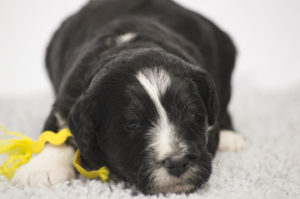 Annie (F) - ADOPTED