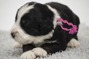 Bessie (F) - RESERVED BY BREEDER