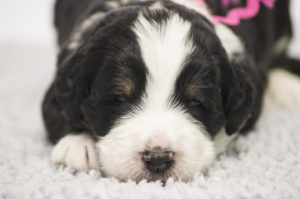 Bessie (F) - RESERVED BY BREEDER