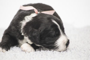 Clara Bella (F) - ADOPTED