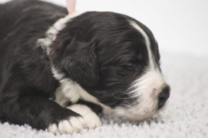 Clara Bella (F) - ADOPTED