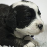 Daisy (F) - RESERVED BY BREEDER