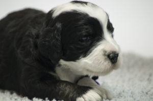 Daisy (F) - RESERVED BY BREEDER