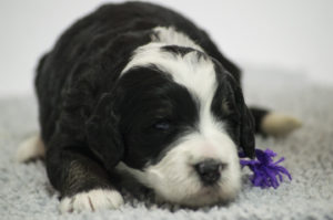 Daisy (F) - RESERVED BY BREEDER