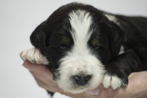 Duke (M) - RESERVED BY BREEDER