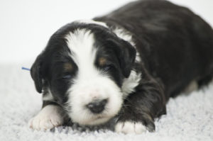 Duke (M) - RESERVED BY BREEDER