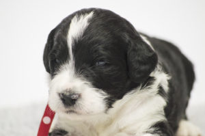 Homer (M) - ADOPTED