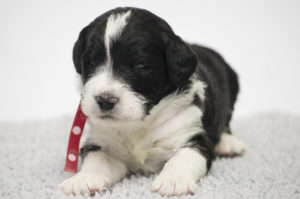 Homer (M) - ADOPTED