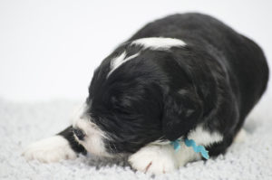 Sampson (M) - ADOPTED