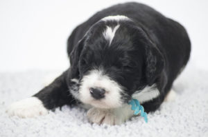 Sampson (M) - ADOPTED