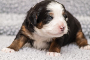 Lochlan (M) - AVAILABLE FOR ADOPTION