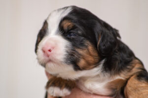 Mook (F) - ADOPTED