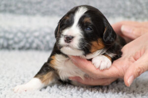 Piper (F) - ADOPTED