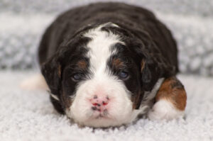 Saxon (M) - AVAILABLE FOR ADOPTION