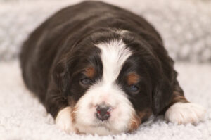Valentin (M) - AVAILABLE FOR ADOPTION