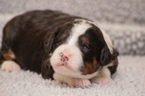 Victoria (F) - ADOPTED