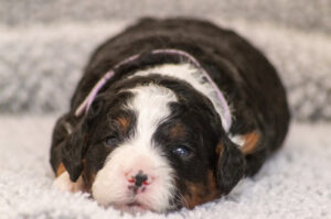 Zoe (F) - ADOPTED