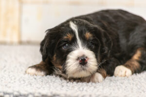 Clark (M) - AVAILABLE FOR ADOPTION