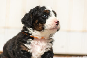 Fred (M) - AVAILABLE FOR ADOPTION