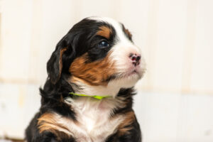 Marlon (M) - AVAILABLE FOR ADOPTION