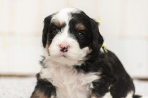 Seven (F) - AVAILABLE FOR ADOPTION